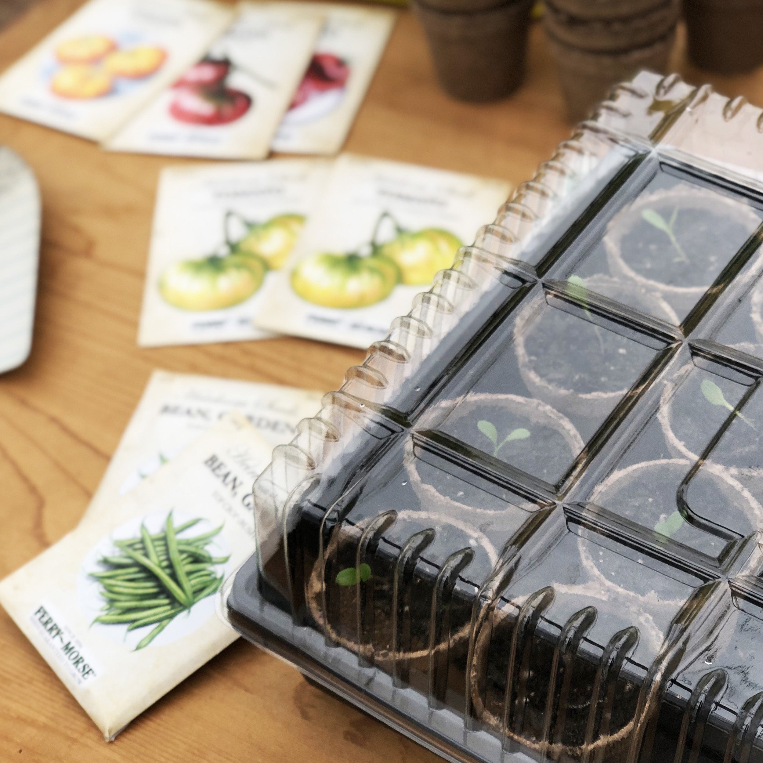 Jiffy clear plastic re-usable growing dome in use on plant tray with seedlings growing inside of peat pots on tray.